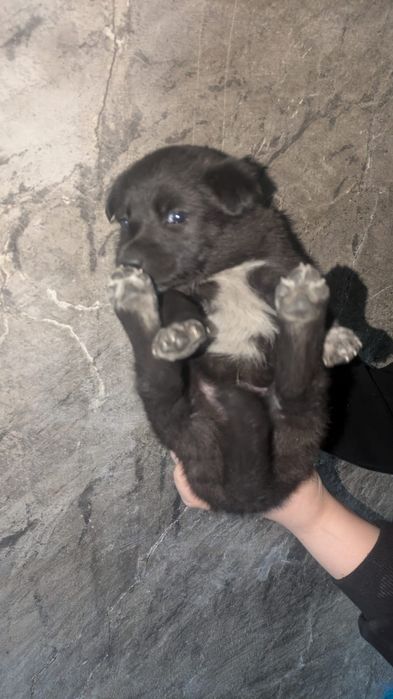 Щенки мальчики ищут дом