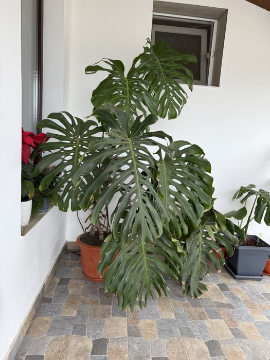 Planta de birou philodendron