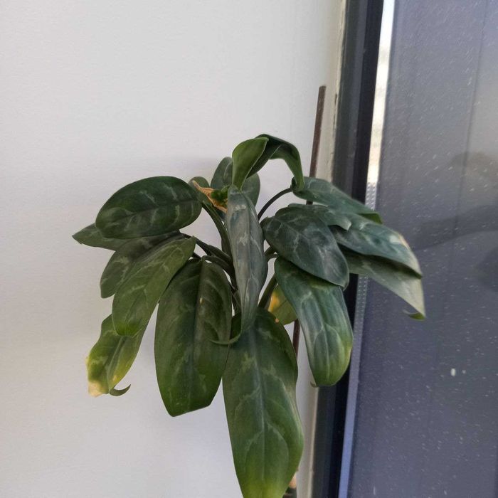 Комнатное растение Аглаонема