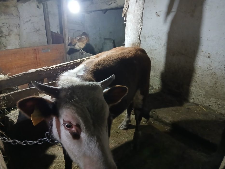 Продам бычка,год