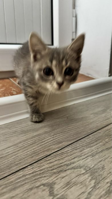 Отдам котика в добрый руки