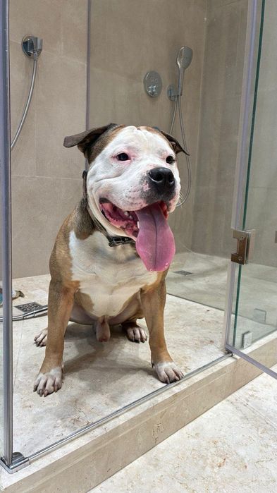 Стафф Стафордширский терьер