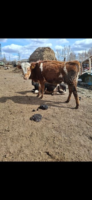 Продам двух бычков