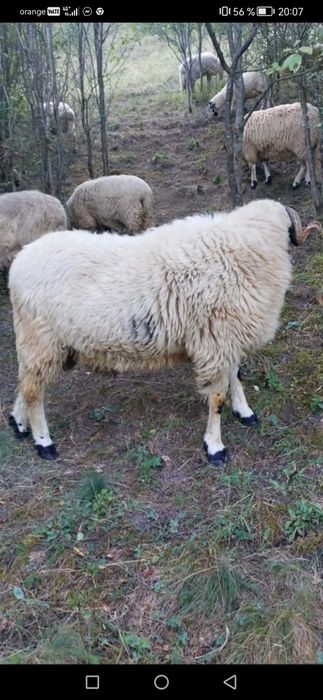Berbecuț  din oi bune