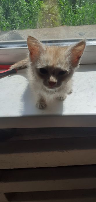 Отдам котят в добрые ручки!