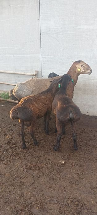 Кошкар на племя.