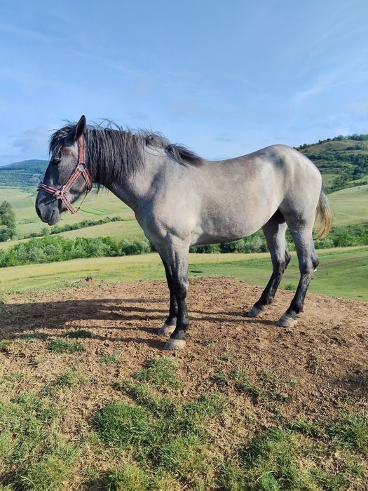Vând mânză de 3 ani bună la ham