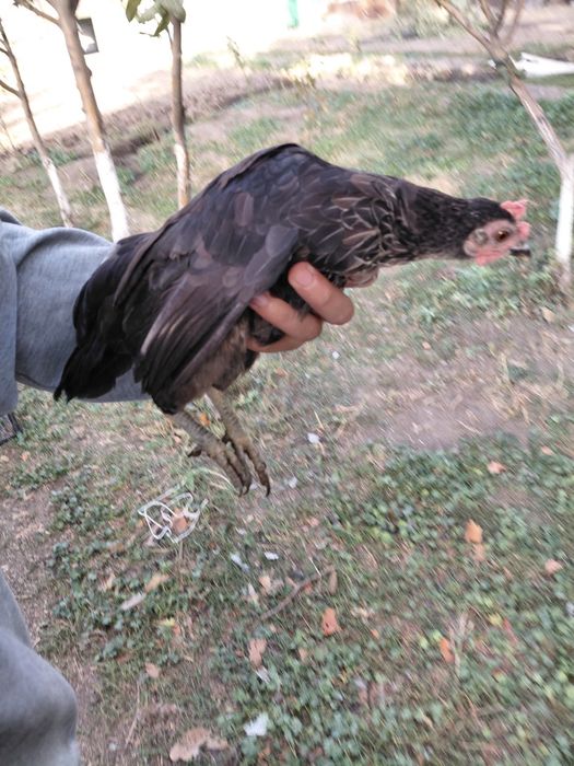 Продам карликовых курей