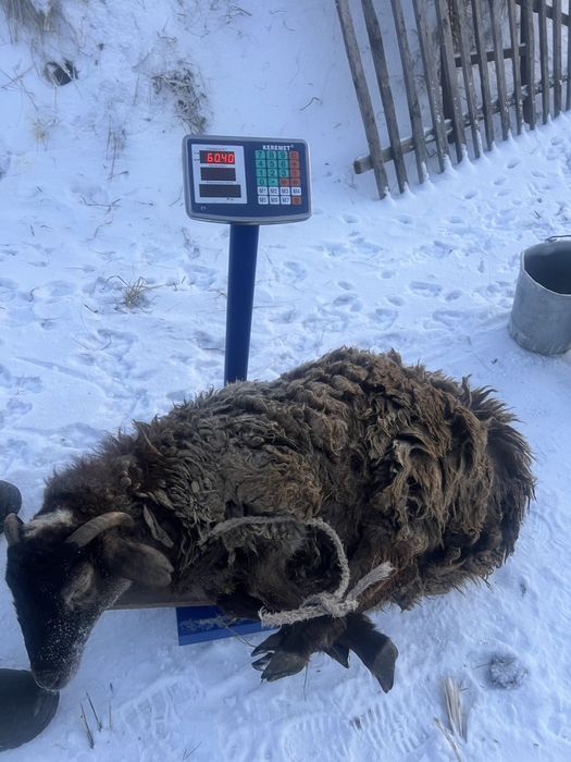 Продается бараны