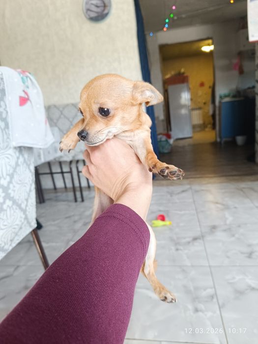 Продам шинка чихуахуа девочка родилась 21 сентября