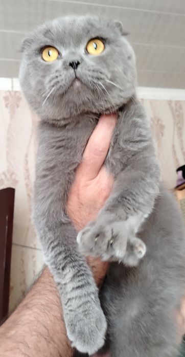 КОТ Бакс 1год.Вязка