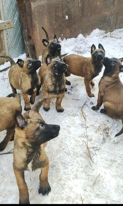 Щенки Бельгиской овчарки МАЛИНУА