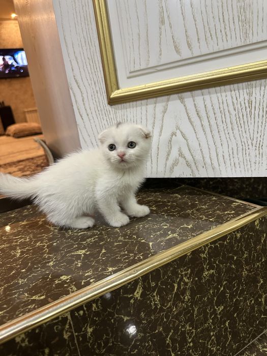 Aqilli uynoqi mehribon mushukchalar