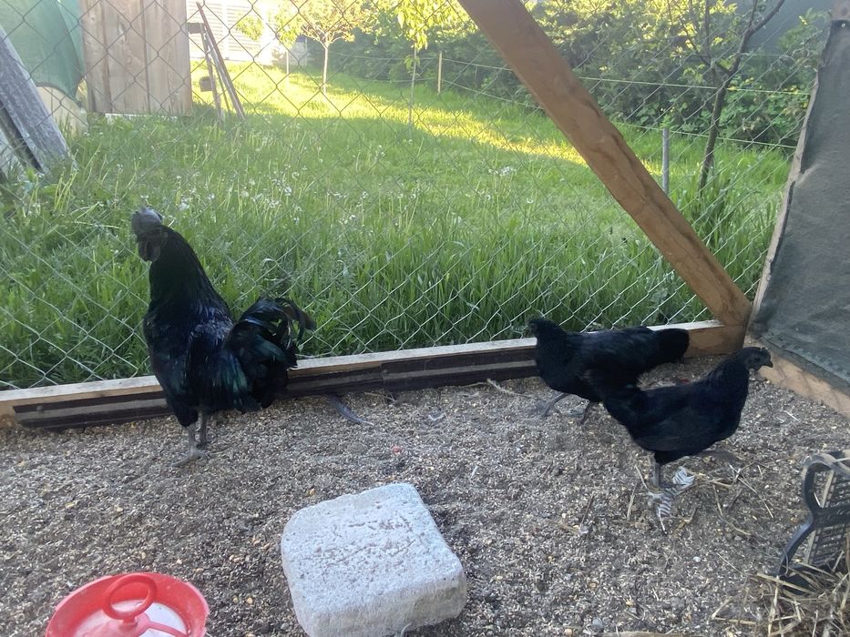 Vand Ayam Cemani