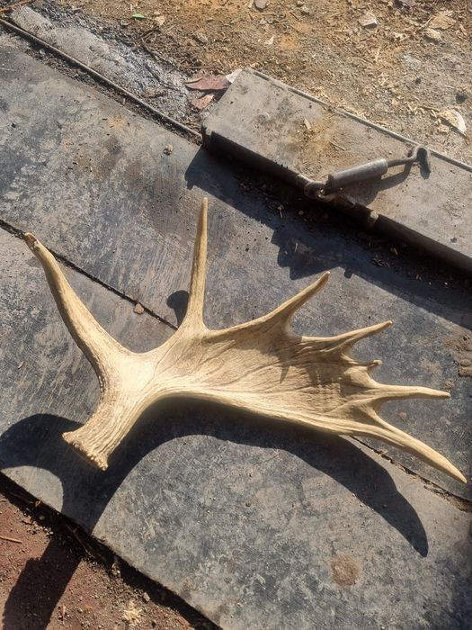 Лог лося натуральный целый