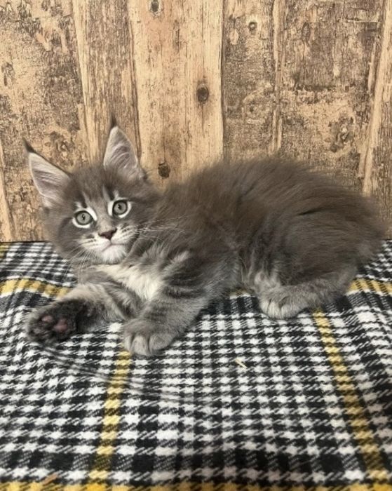 Мейн куун котенца