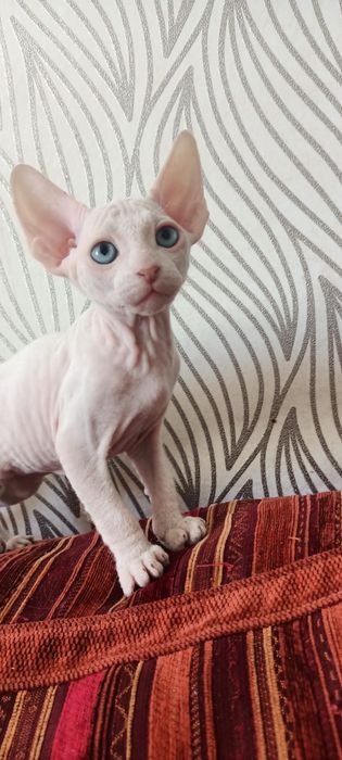 Котята сфинкс донской