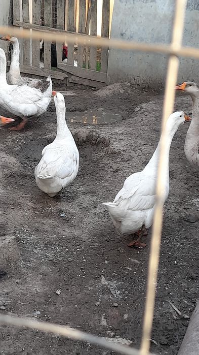 Ghste de vhnzare 5 ghste si 2 ghscani se vide ca am hnca 15 boboci  si hi tin