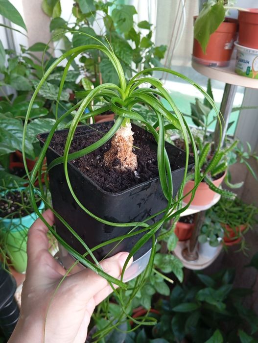 Продам цветы комнатные