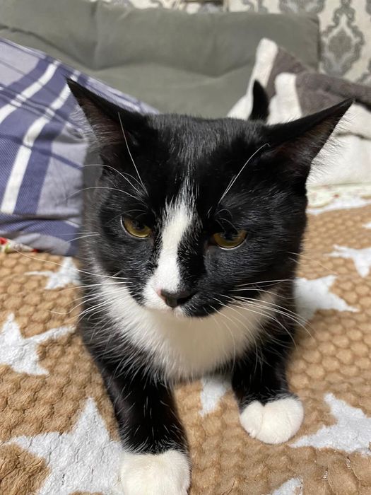 Отдам в добрые руки котика