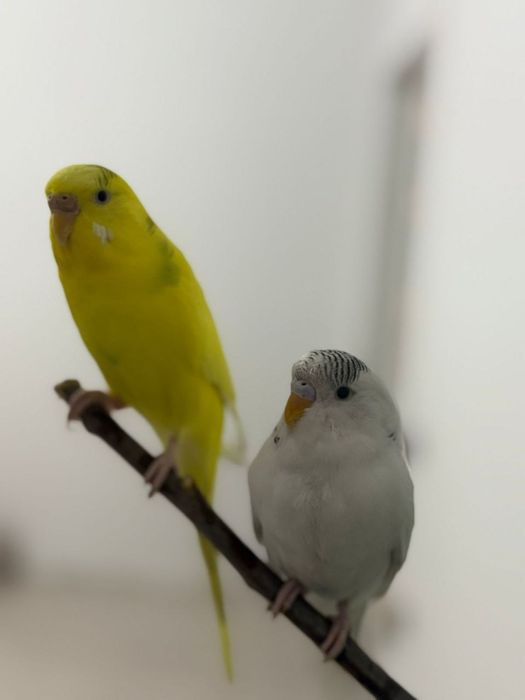 Продам волнистого папугая