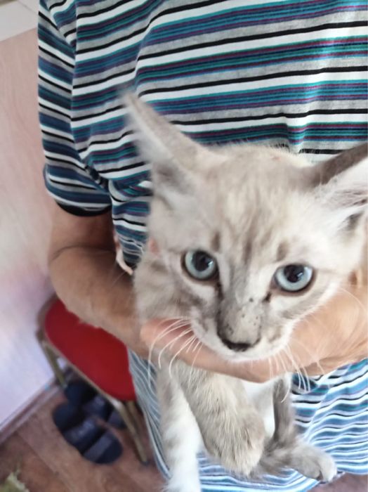 Красивые котята в добрые руки