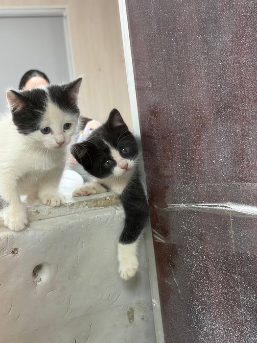 БЕСПЛАТНО, отдаем двух котят