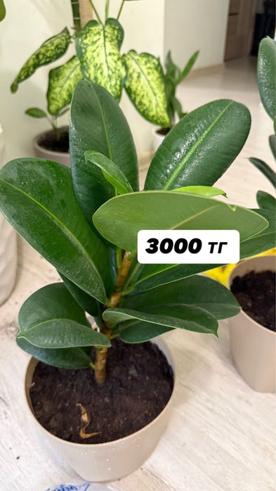 Продам комнатные цветы