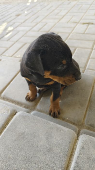 Продам щенков породистые