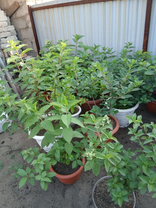 Продам Гортензии