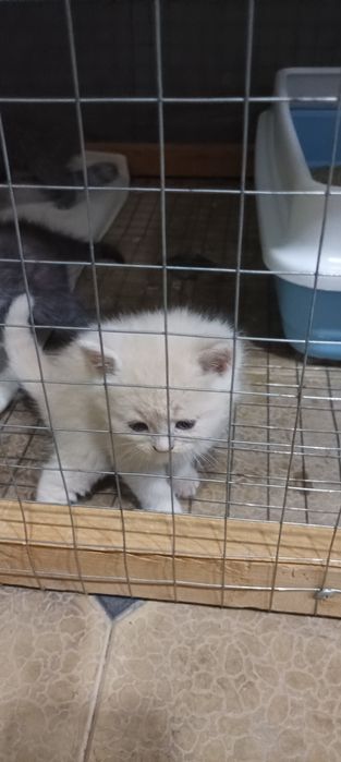 Продается  Кошка