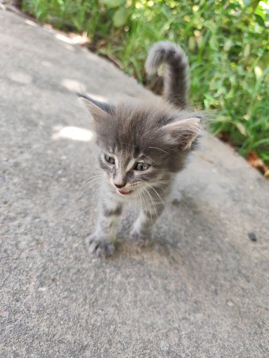 Котята бесплатно