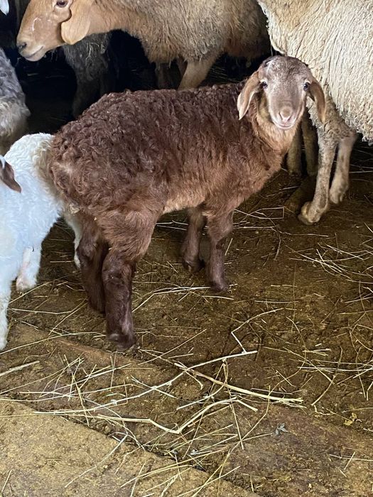 Продам ягнят сено корм едят