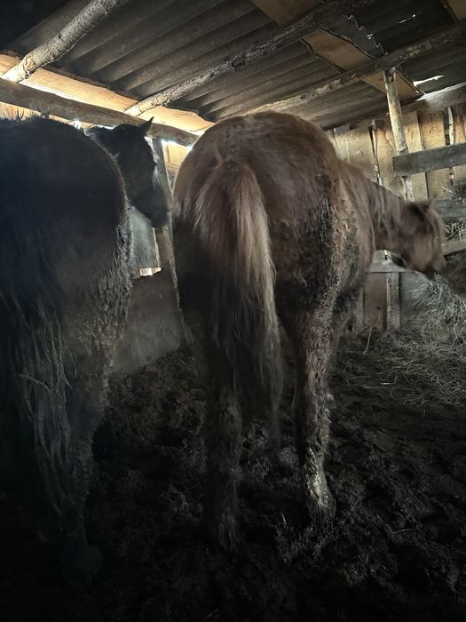 Продам лошадей с откорма.