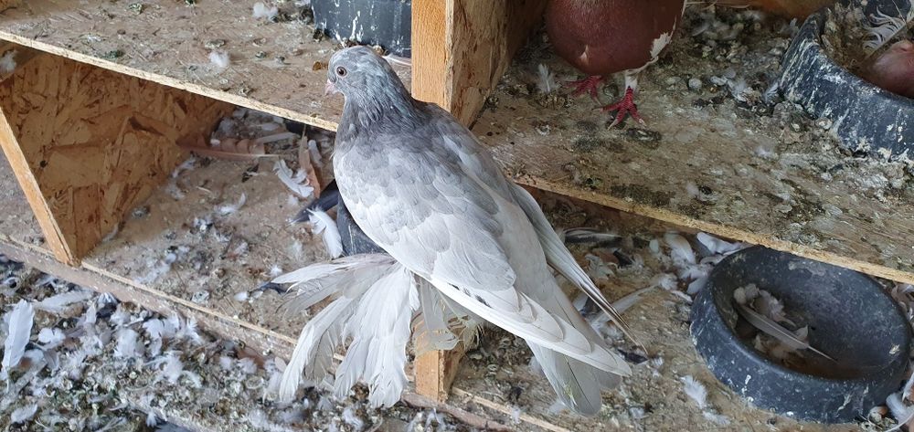 Голуби бойные разных мастей