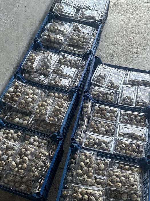 Bedana tuxumi va go’shti sotiladi