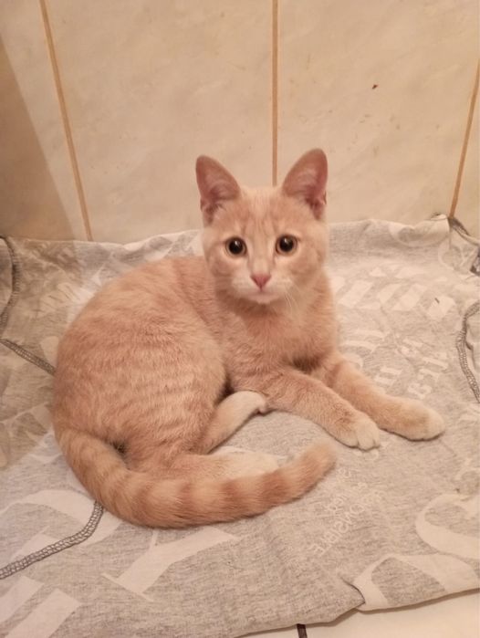 Маленький котенок Финик
