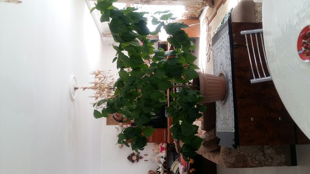 Продам комнатные цветы