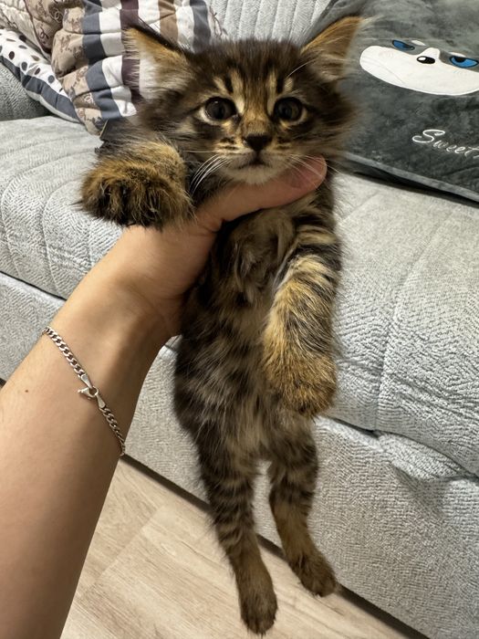 Отдам два котенка в хорошие руки