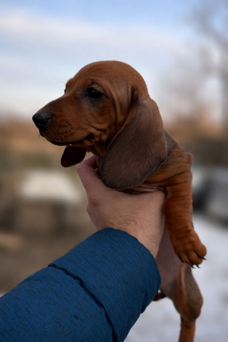 Teckel tekel techel par scurt femela