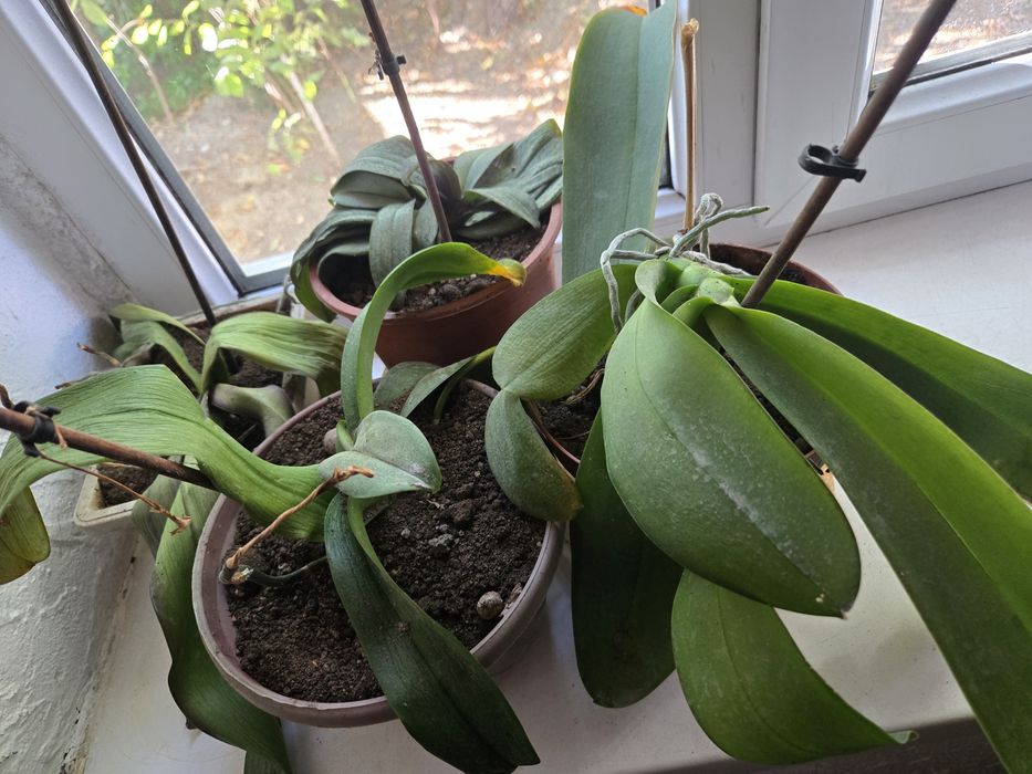 Продам   орхидеи