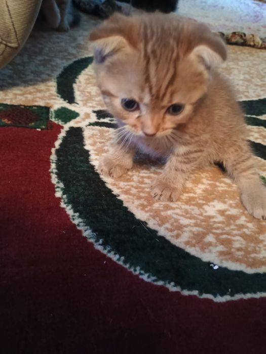 Отдам котят в добрые руки