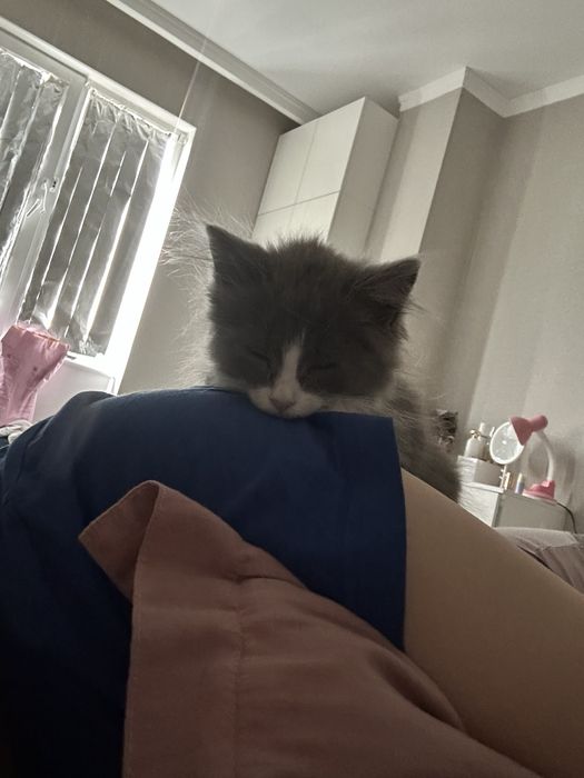 Кошка Луна, отдам в добрые руки