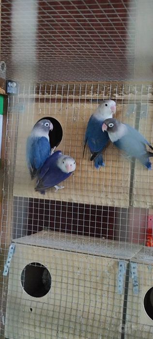 неразлучка 4та +кафас 1,5-1м
