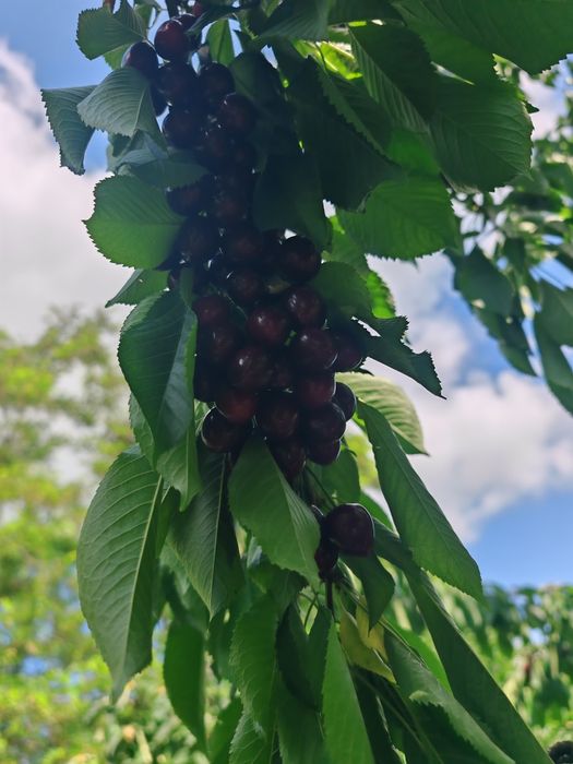 Cireșe Bio de Iunie 20 Ron/kg