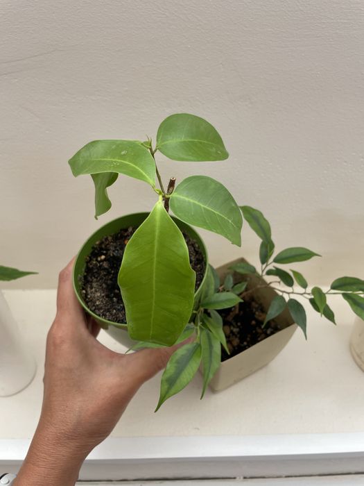 Продаются сортовые фикусы