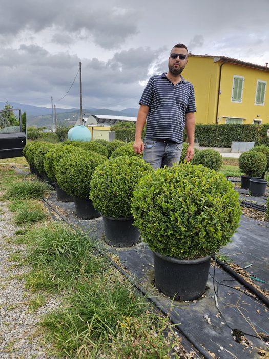 Buxus globular toate dimensiunile calitate extra
