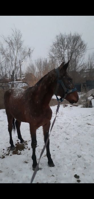 Американка кабылка иноходка.