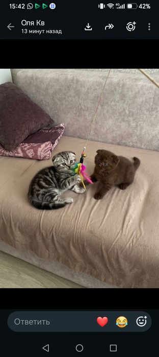 Шотландские вислоухие котята
