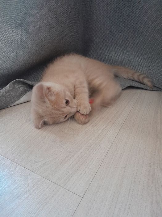 Scottish Fold mushukcha (erkak). Котенок  мальчик, скотиш-фолд,